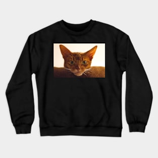 Abyssinian cat Crewneck Sweatshirt